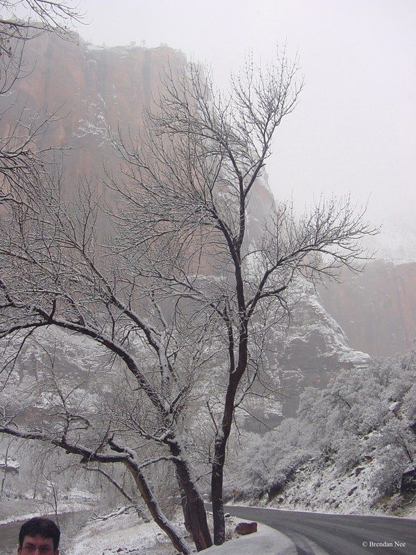 Zion National Park - Zion National Park 1-05 504